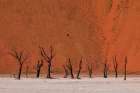 Camel thorn trees against red sand dunes in the Sossusvlei Namib Desert-Namibia Art Print